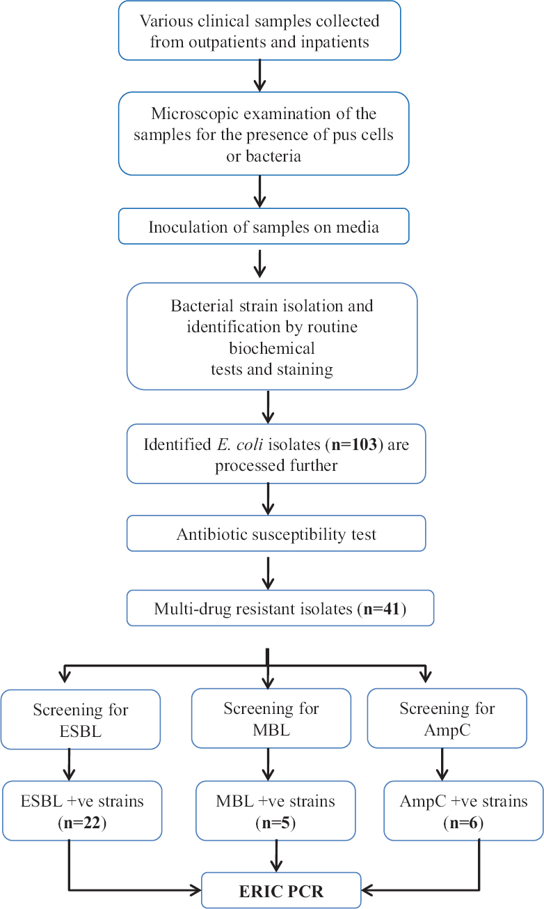 Flow chart showing study design. ESBL: Extended spectrum β-lactamase, MBL: Metallo β-lactamase, ERIC-PCR: Enterobacterial repetitive intergenic consensus polymerase chain reaction, AmpC: Class C Cephalosporinase.